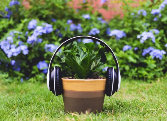 Music & Plant Growth