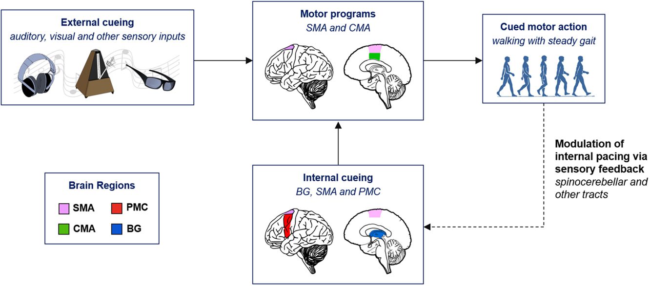Brain scan showing neural response to music in medicine therapy.